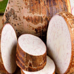 SBJEI-FRESH THICK TARO STOLON